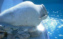 Foto Appartementen Sunrise in Eretria ( Evia)